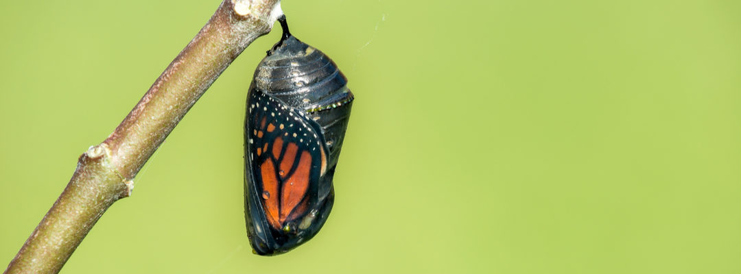 Transformation: Visions for a Better Future