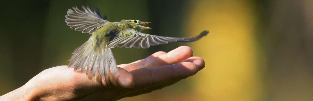 Self-Improvement: Letting Go